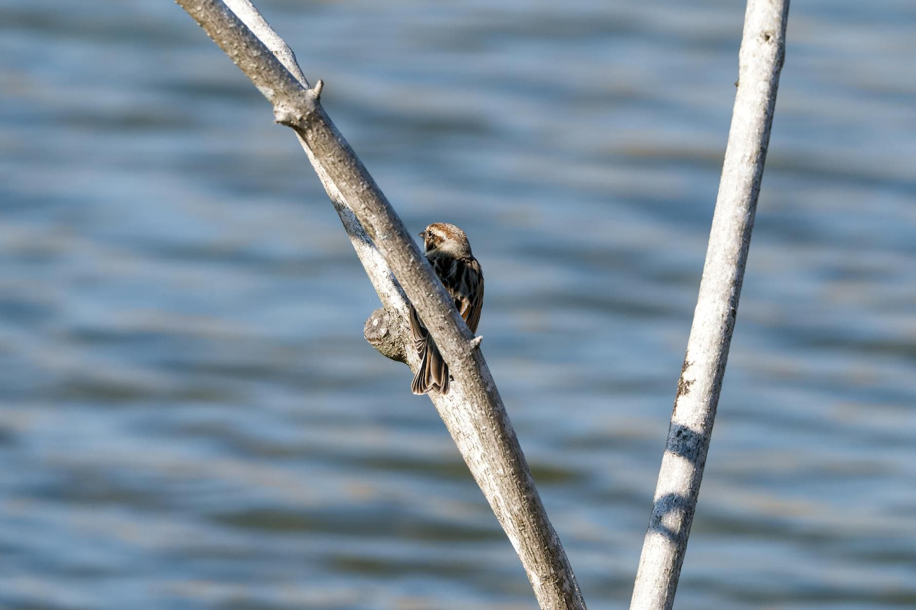 Dorchester County breweries