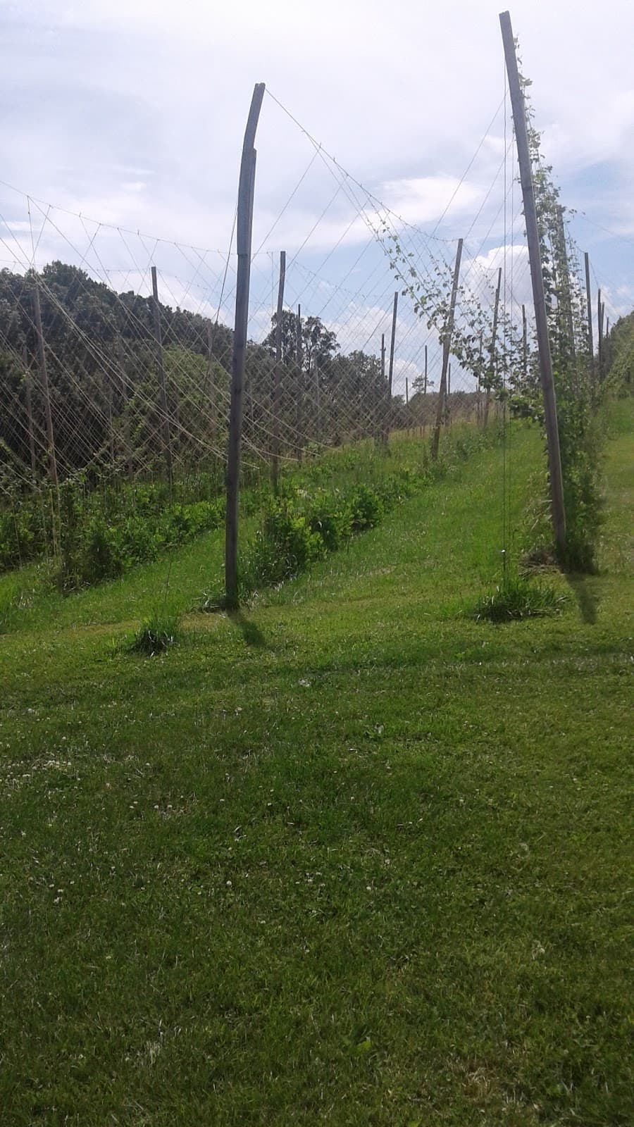 Ruhlman Brewery/Our Ales photo 9