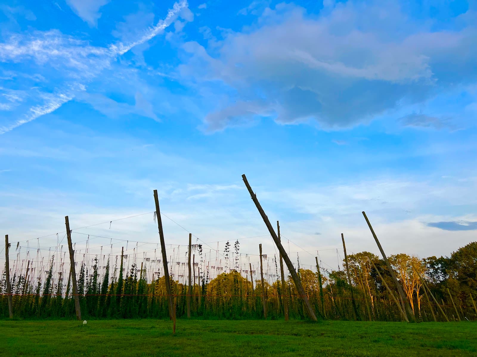 Black Locust Hops Farm Brewery photo 4