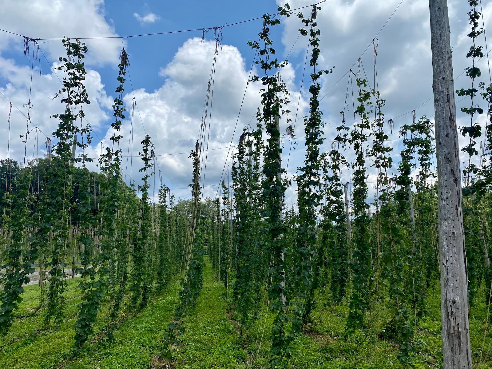 Black Locust Hops Farm Brewery photo 8