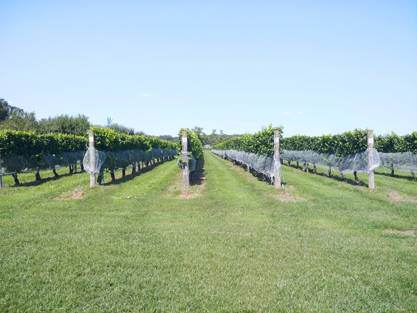 Bordeleau Vineyards & Winery photo 8