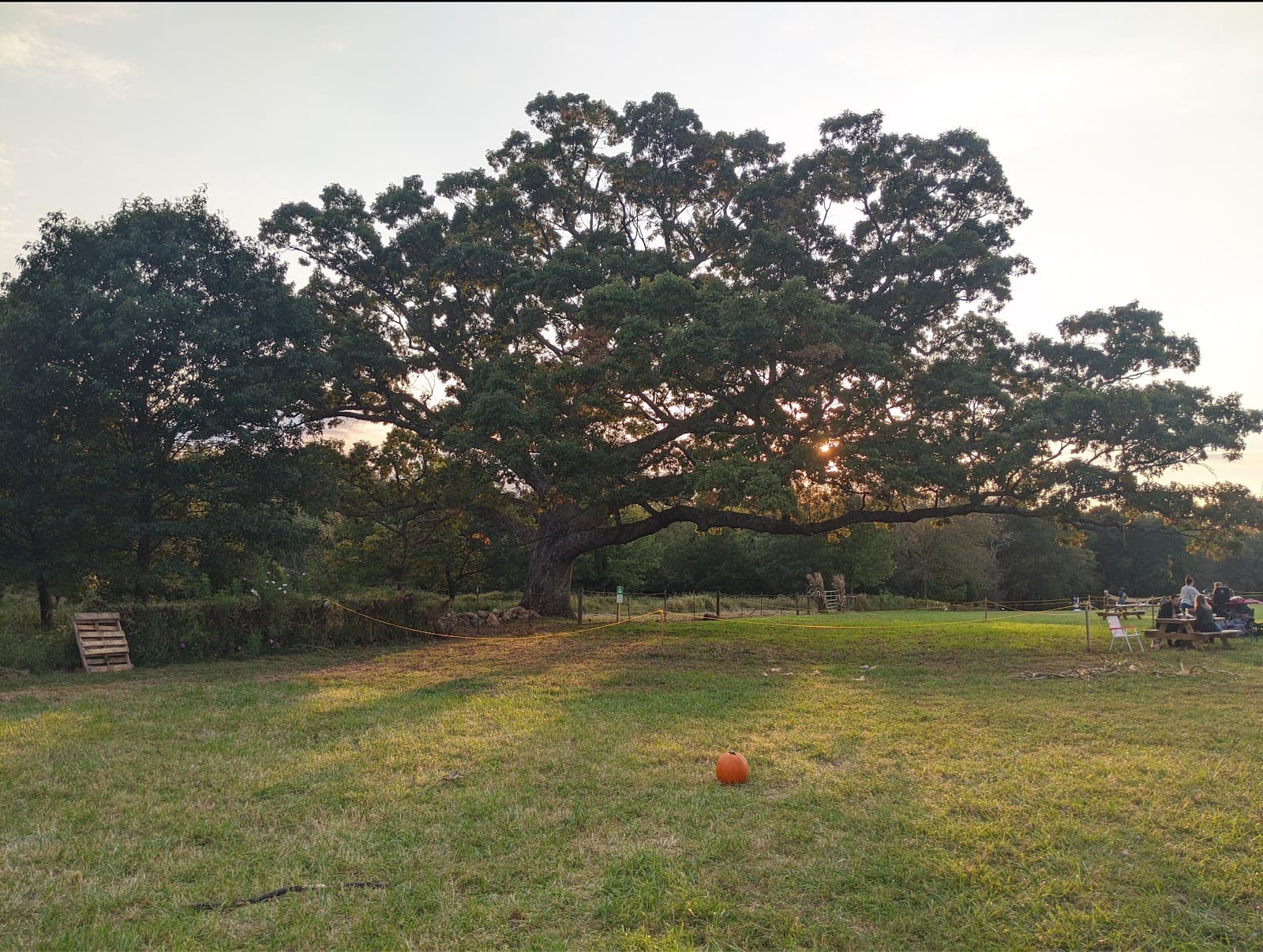 Lone Oak Farm Brewing Company photo 9